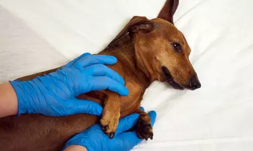 video of women being attacked by pack of stray dogs in noida mahagun society goes viral